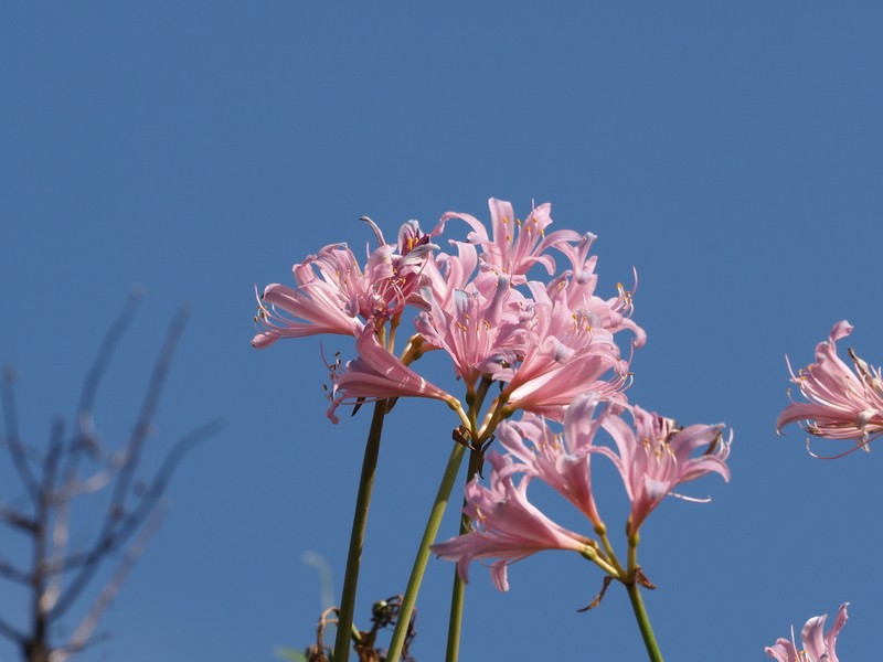 Lycoris insularis photo 5
