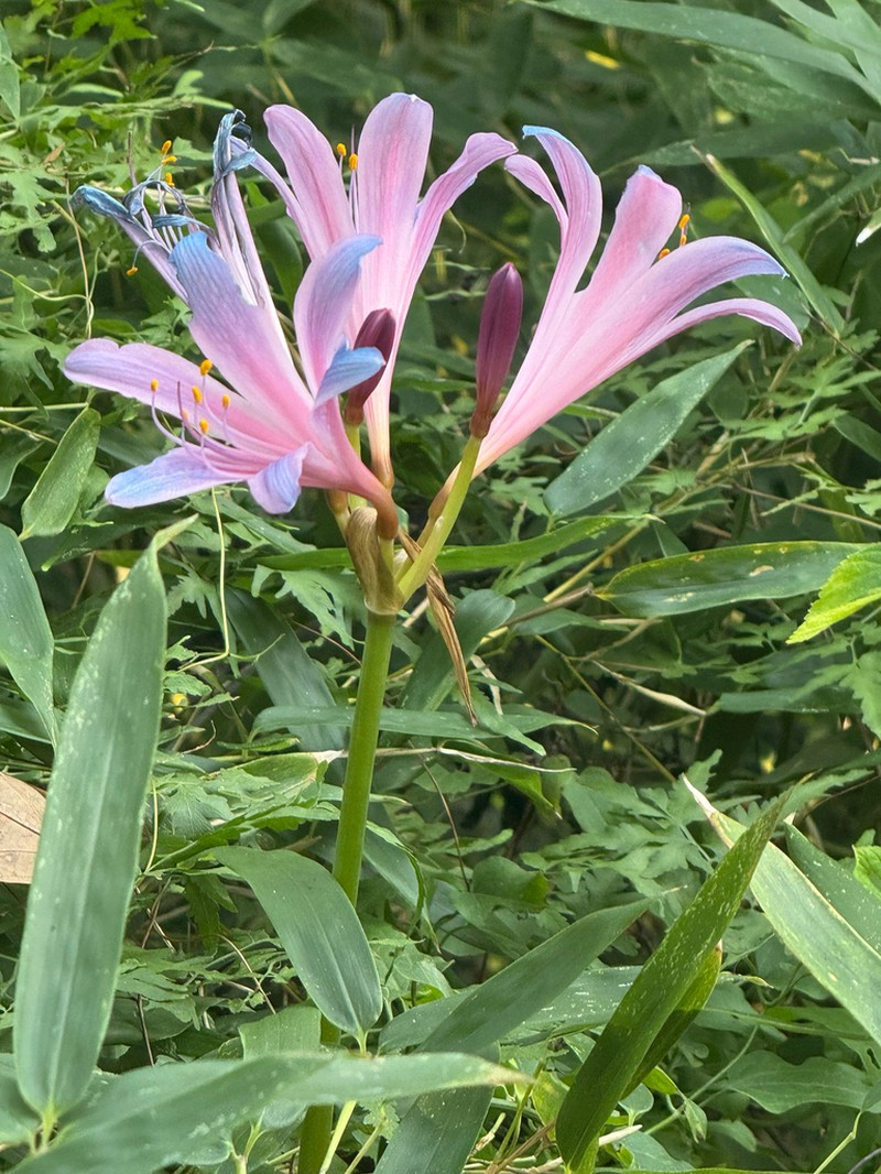 Lycoris insularis photo 7