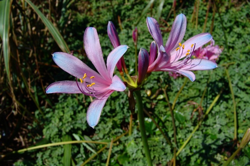 Lycoris insularis photo 8