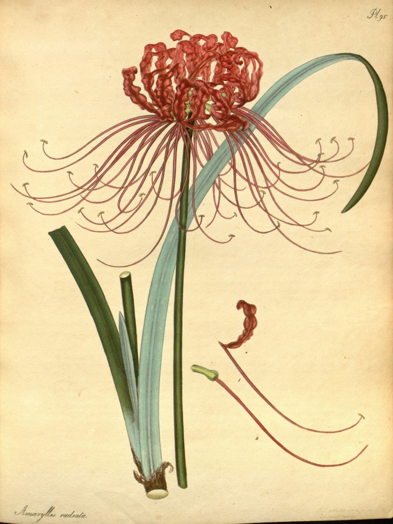 Red Spider Lily photo 5