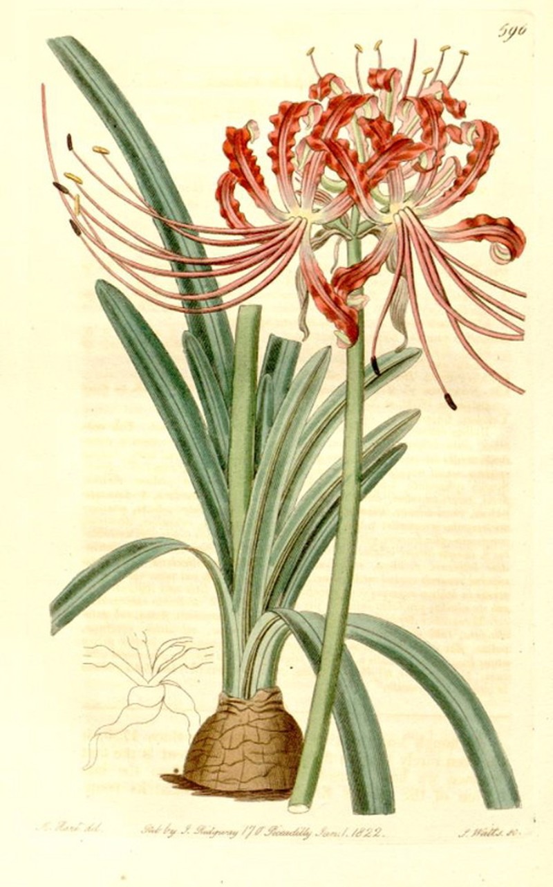 Red Spider Lily photo 6