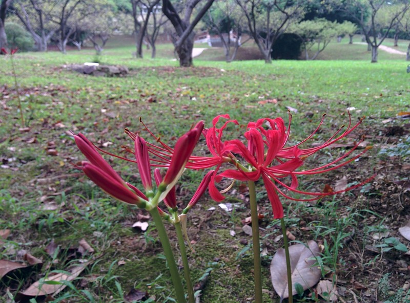 Red Spider Lily photo 2