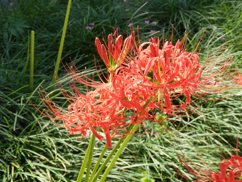 Red Spider Lily photo 3