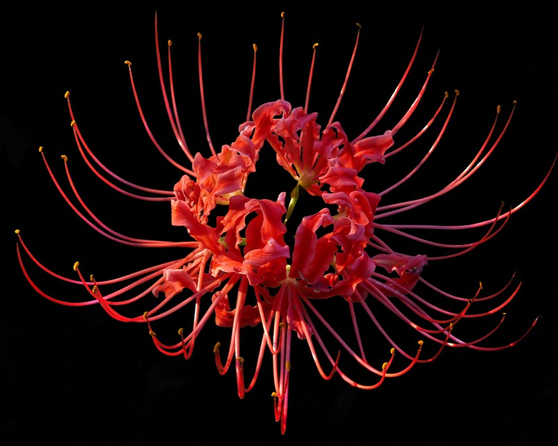 Red Spider Lily photo 4