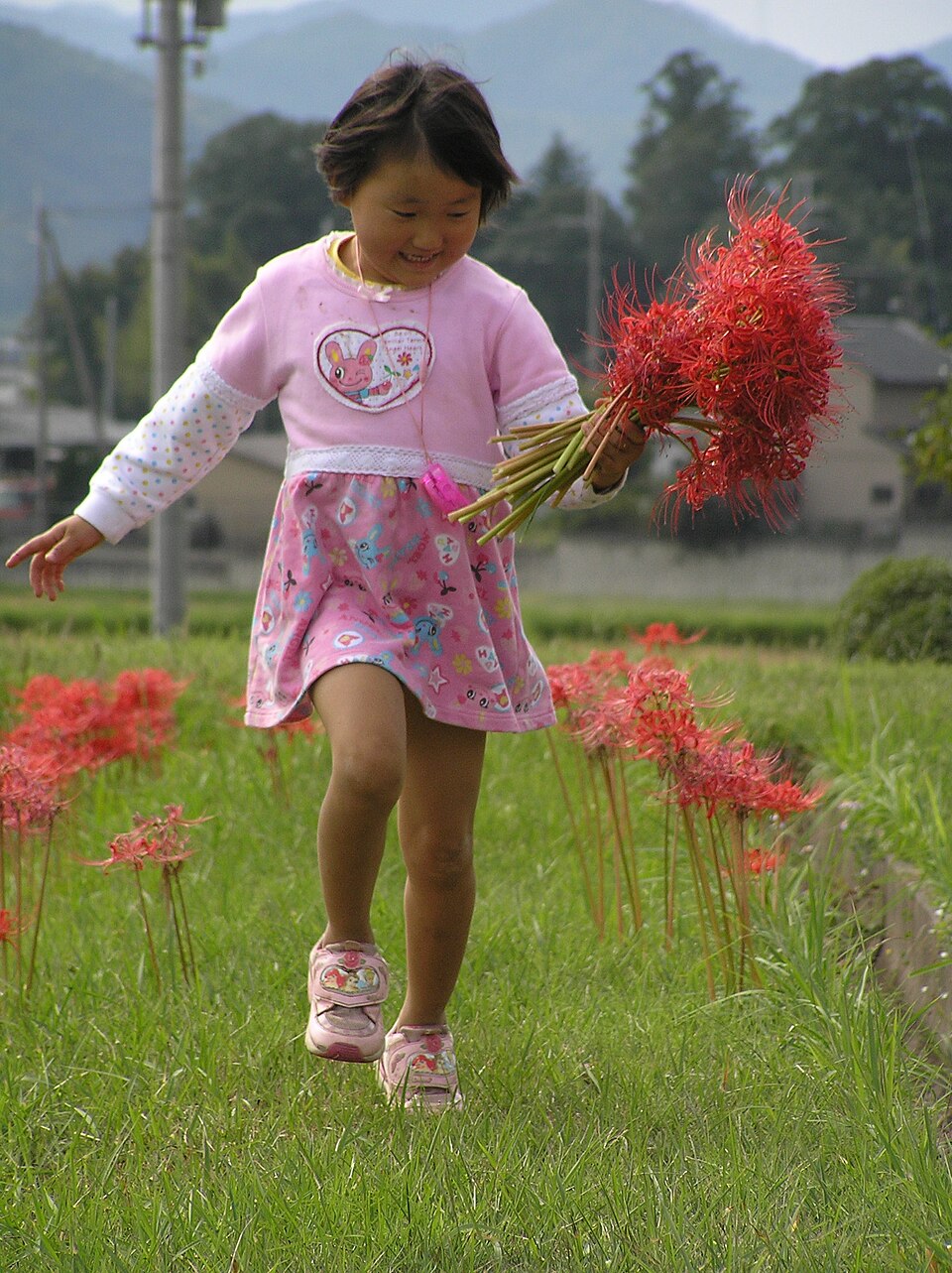 Red Spider Lily photo 7