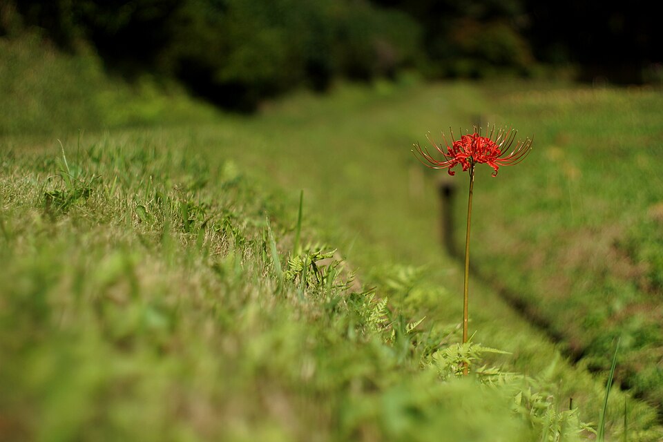 Red Spider Lily photo 8