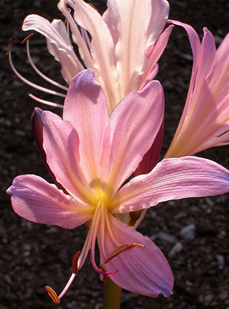 Resurrection Lily photo 5