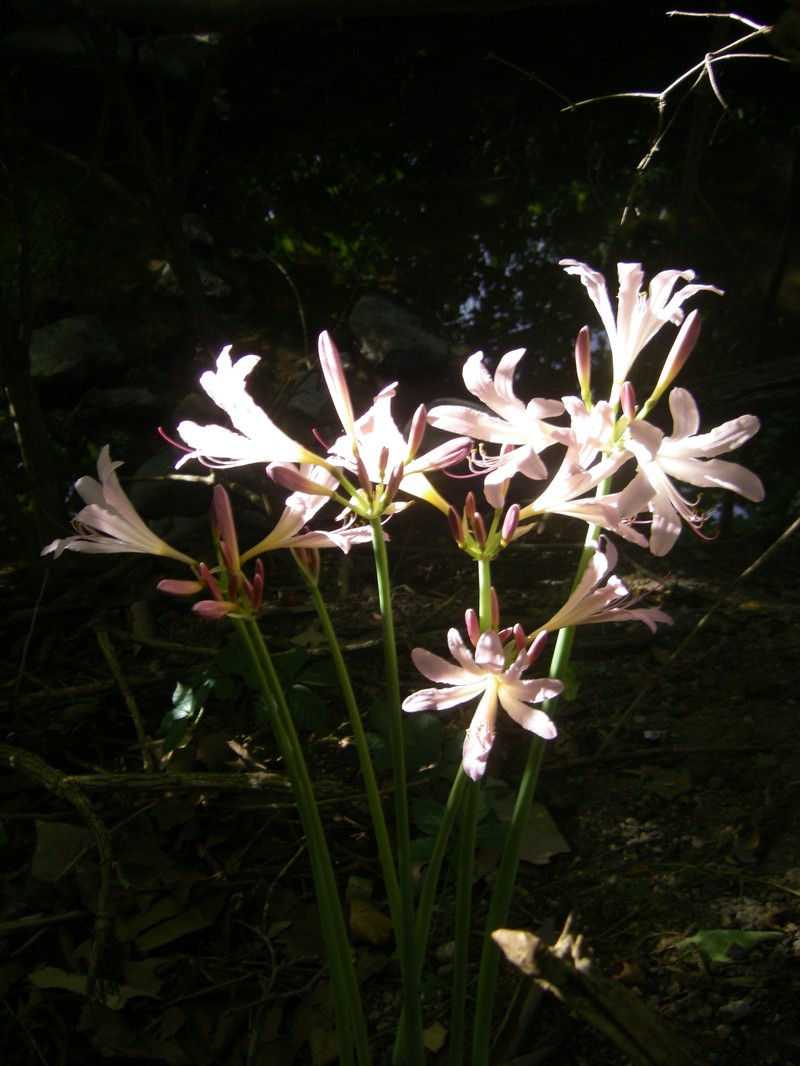Resurrection Lily photo 6