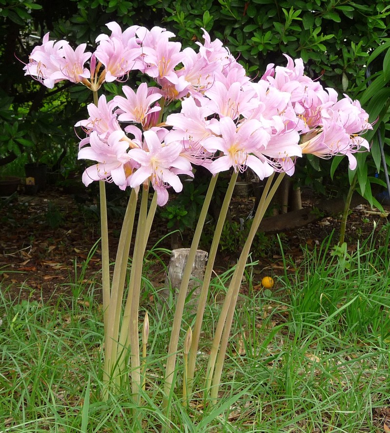 Resurrection Lily photo 2