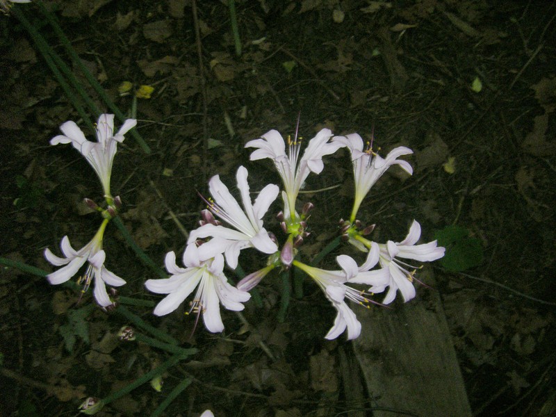 Resurrection Lily photo 3