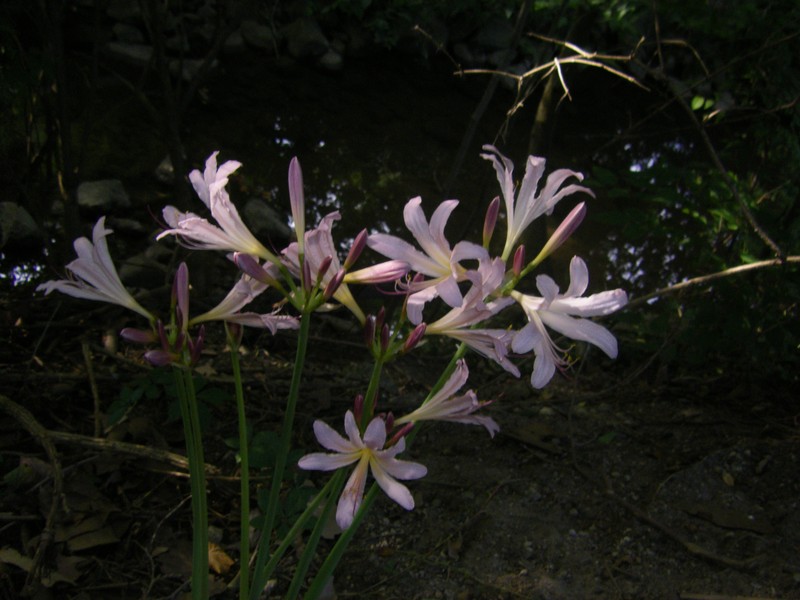 Resurrection Lily photo 4