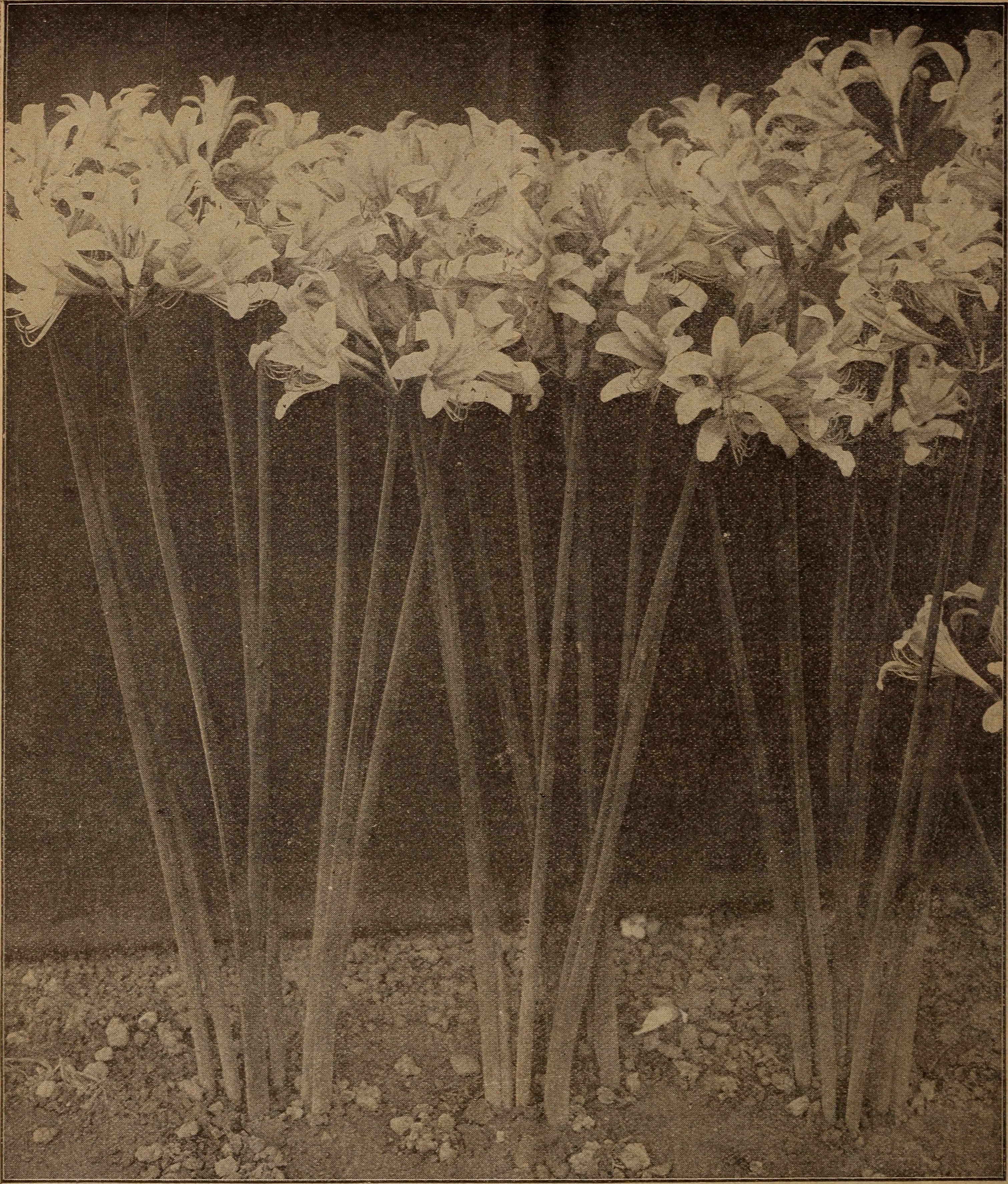 Resurrection Lily photo 7