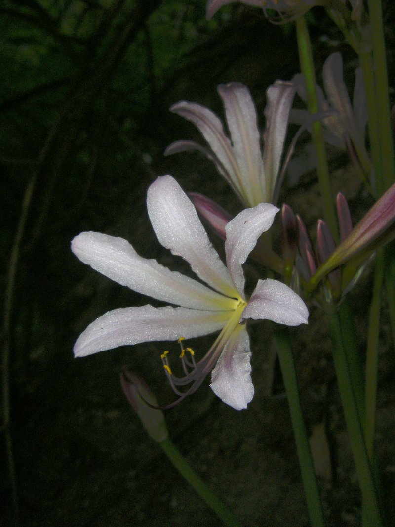 Resurrection Lily photo 8