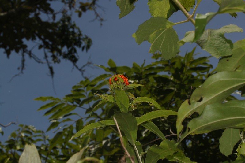 Lycoseris boliviana