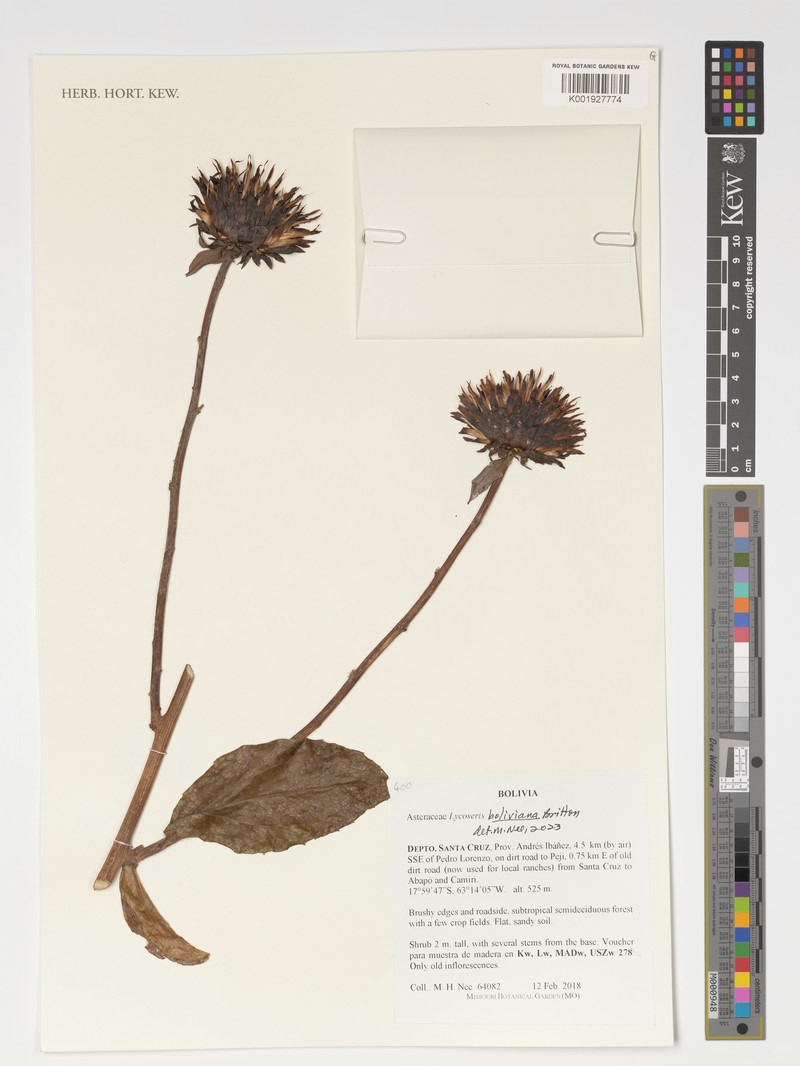 Lycoseris boliviana photo 3