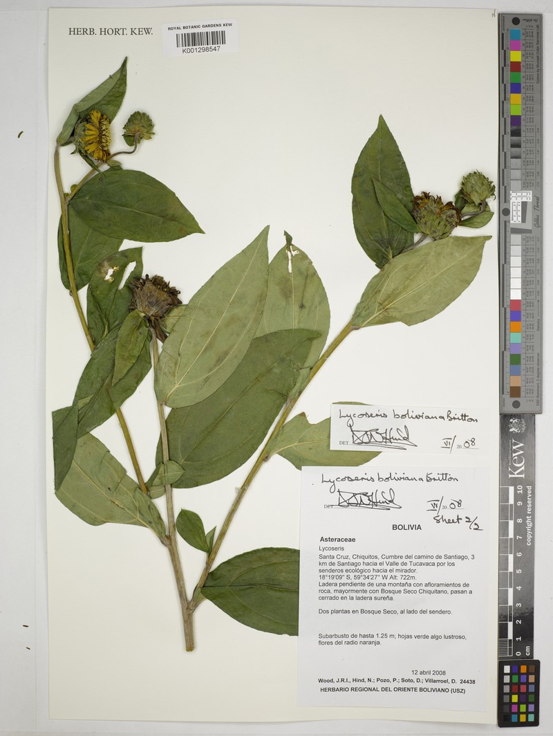 Lycoseris boliviana photo 4
