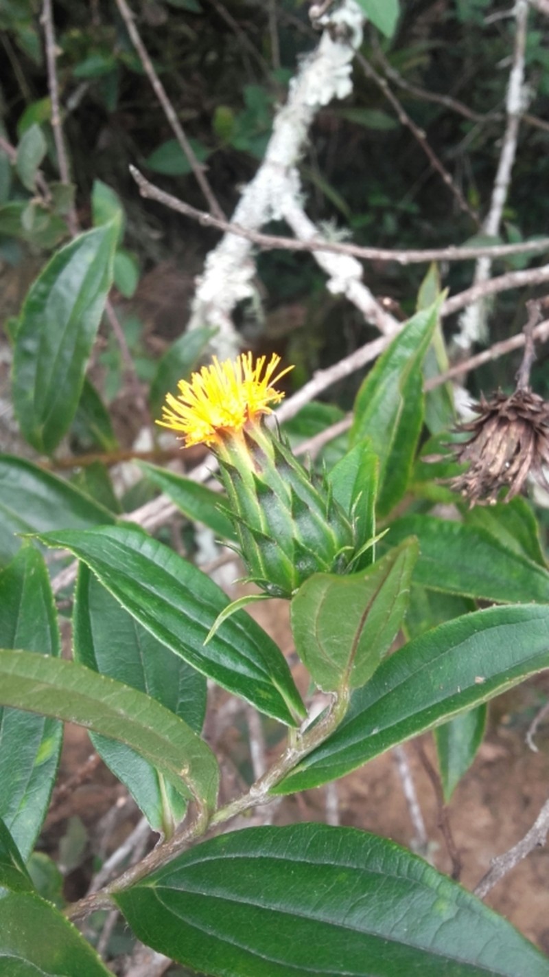 Lycoseris crocata