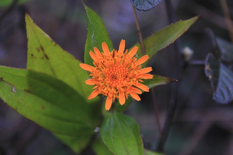 Lycoseris crocata photo 2