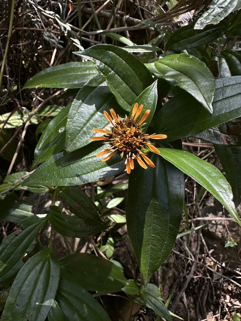 Lycoseris crocata photo 3