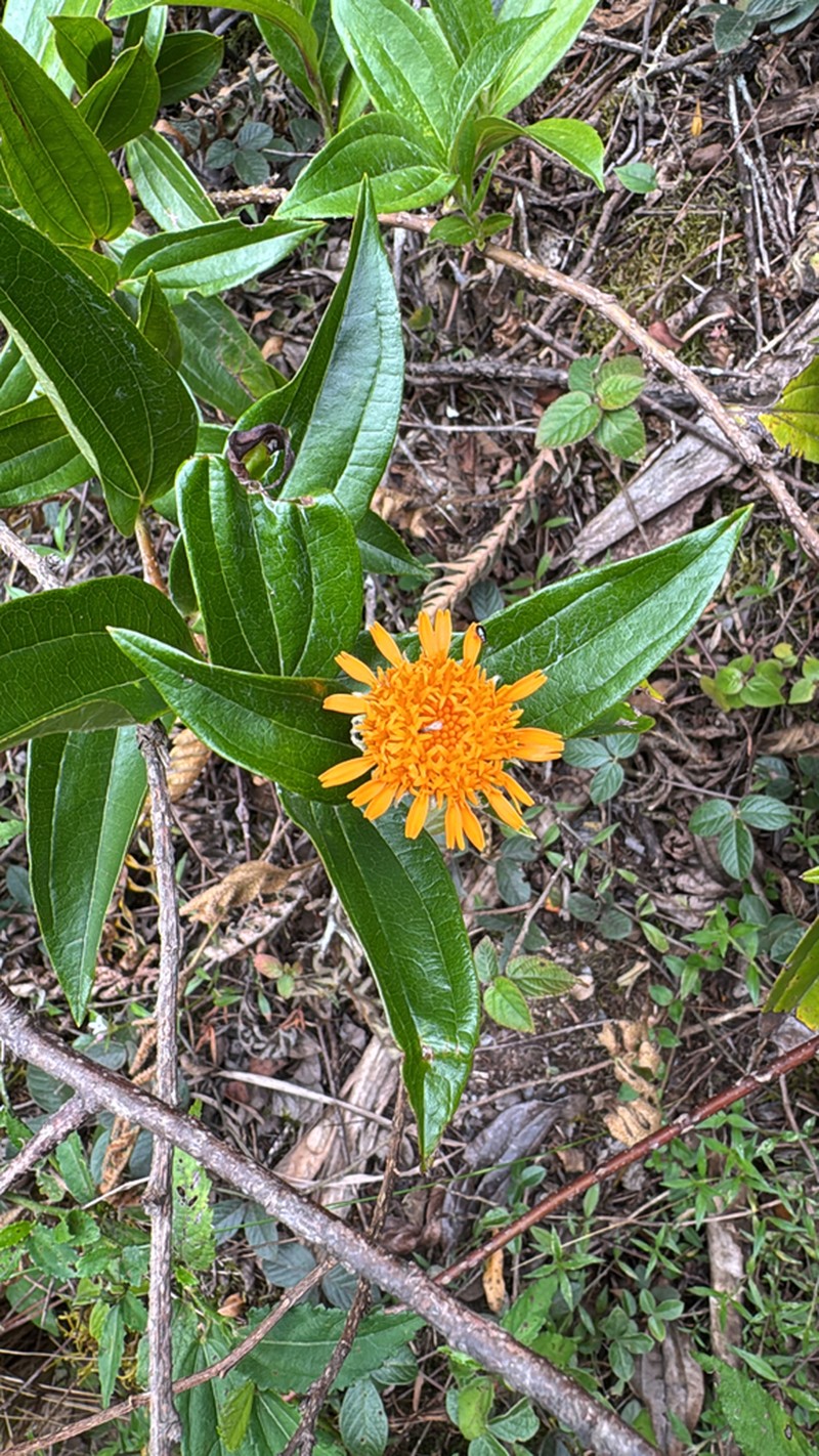 Lycoseris crocata photo 4