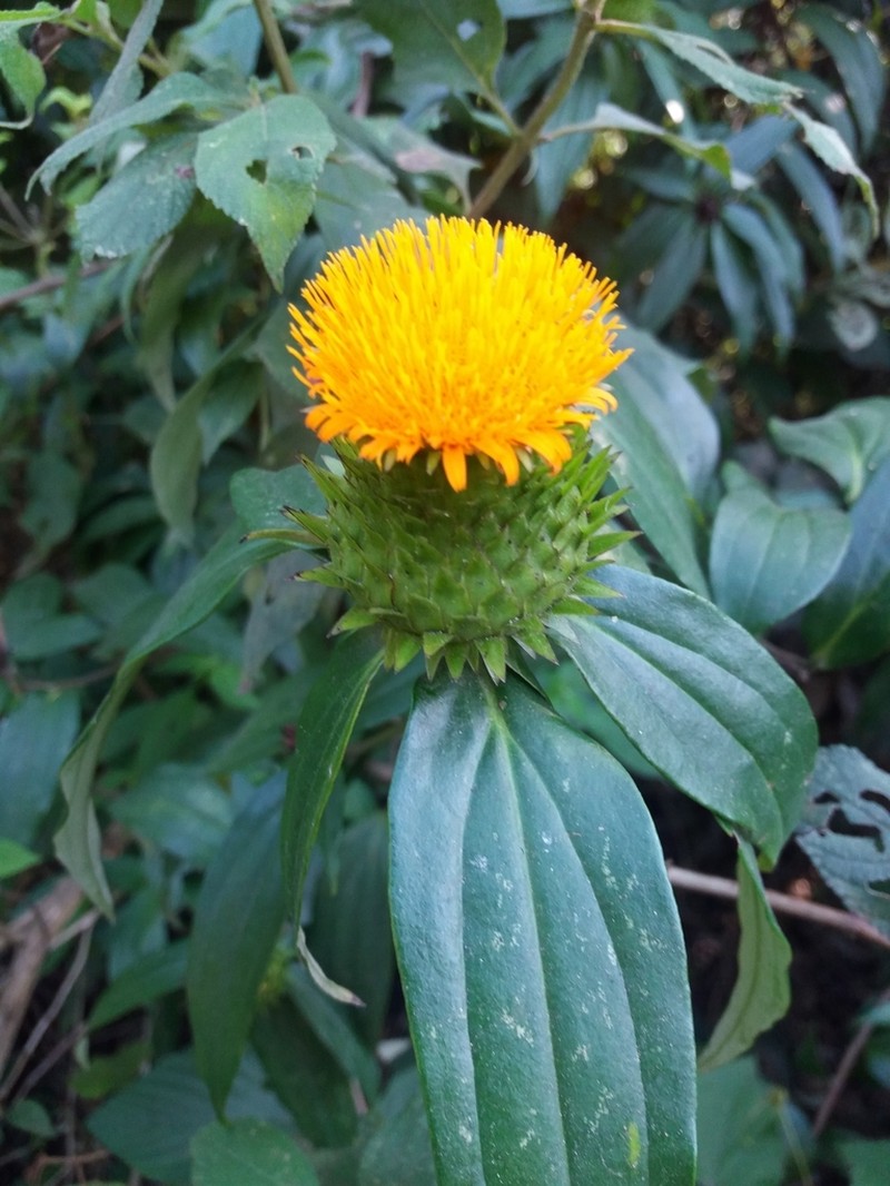 Lycoseris crocata photo 5