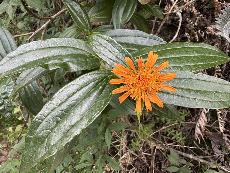 Lycoseris crocata photo 6