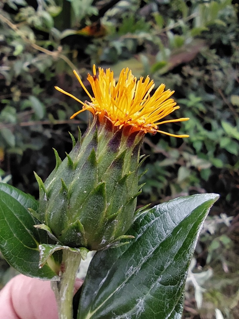 Lycoseris crocata photo 7