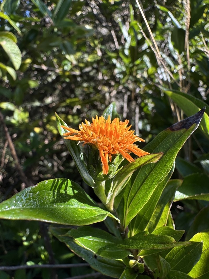 Lycoseris crocata photo 8