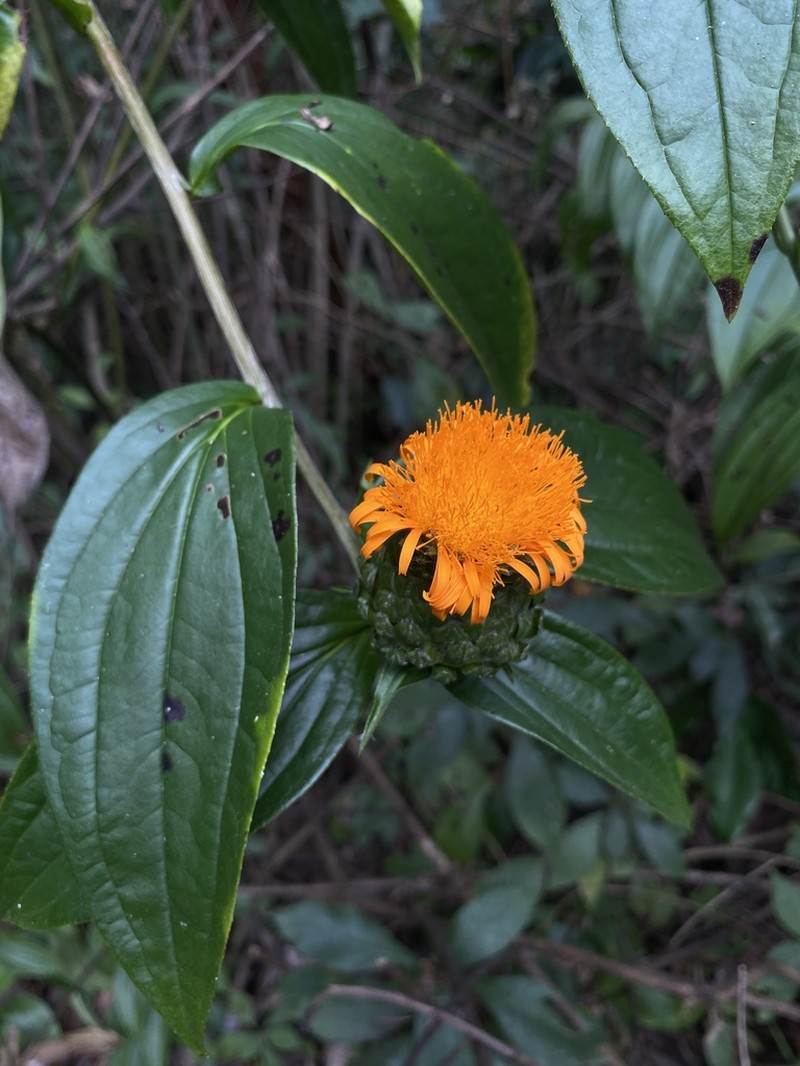 Lycoseris grandis