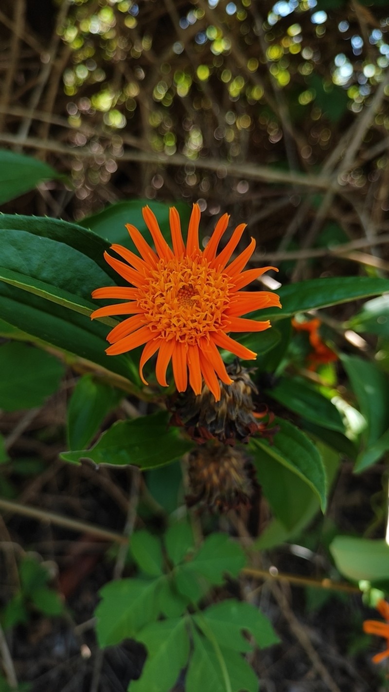 Lycoseris grandis photo 3