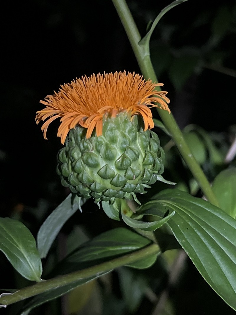 Lycoseris grandis photo 4