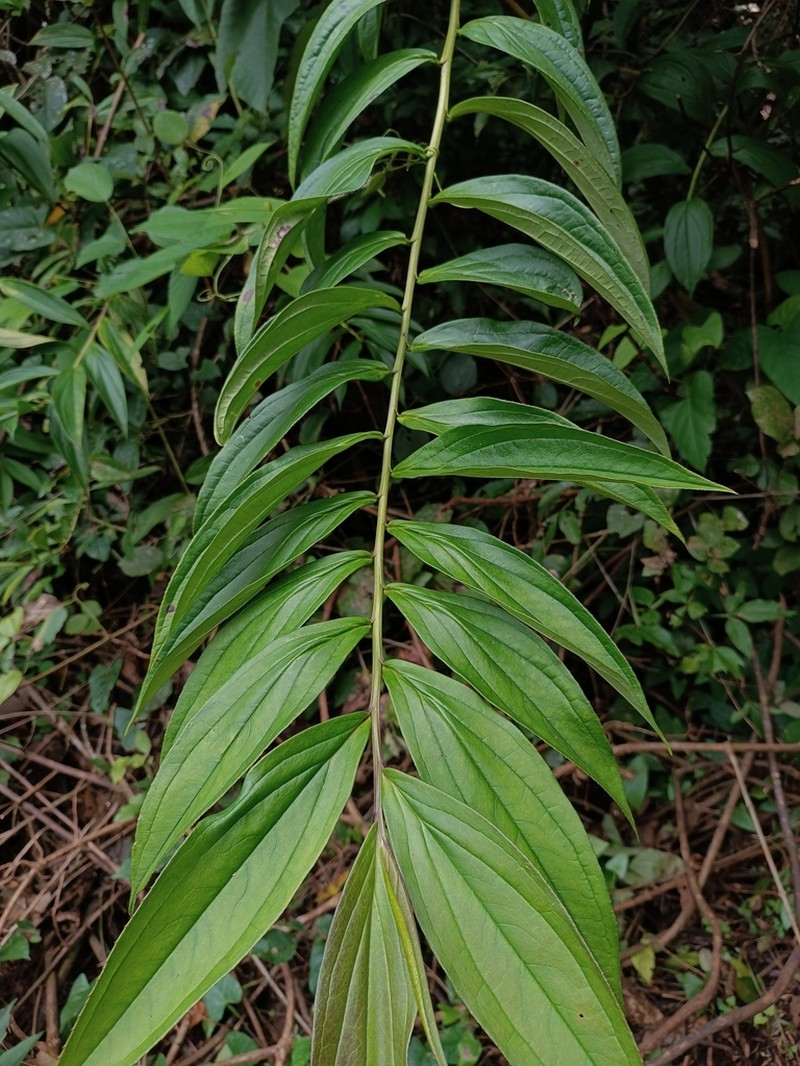 Lycoseris grandis photo 5