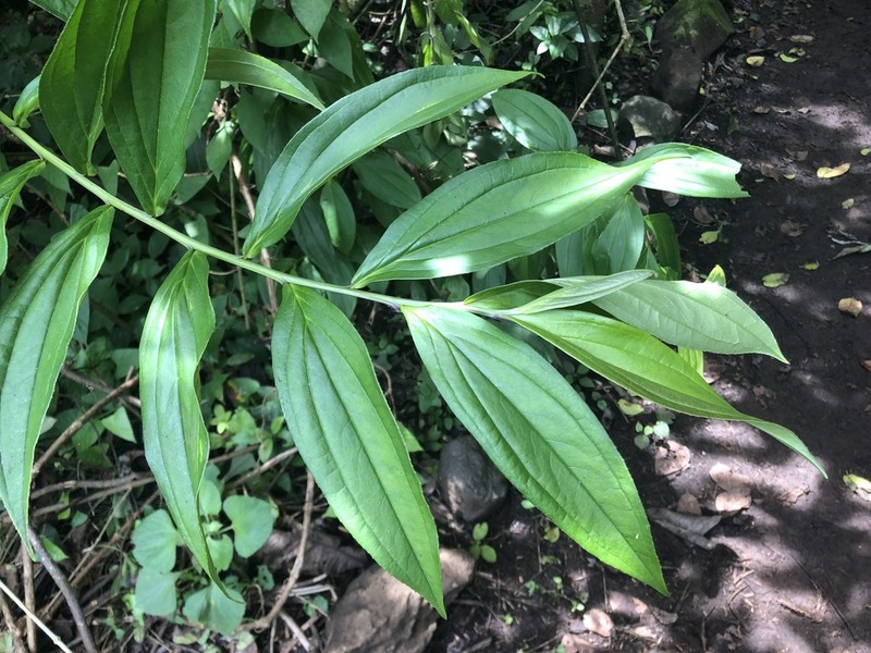 Lycoseris grandis photo 6