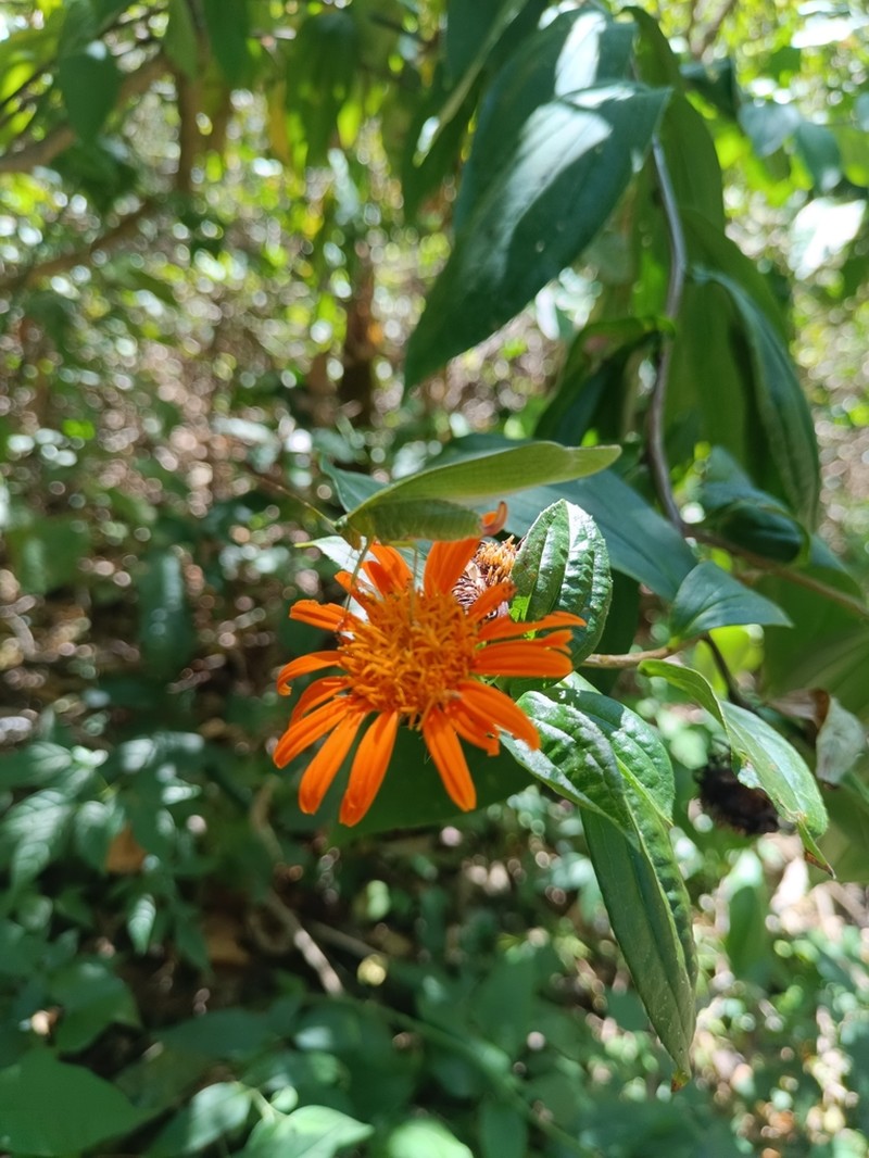 Lycoseris grandis photo 8