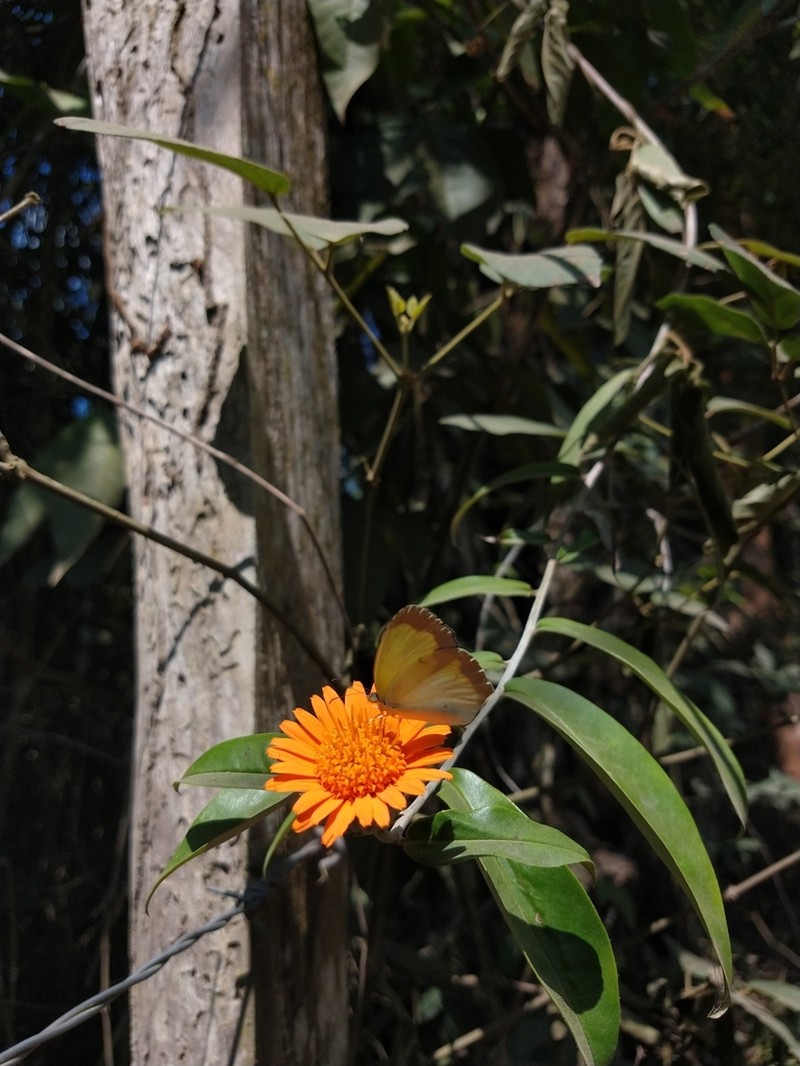 Lycoseris mexicana
