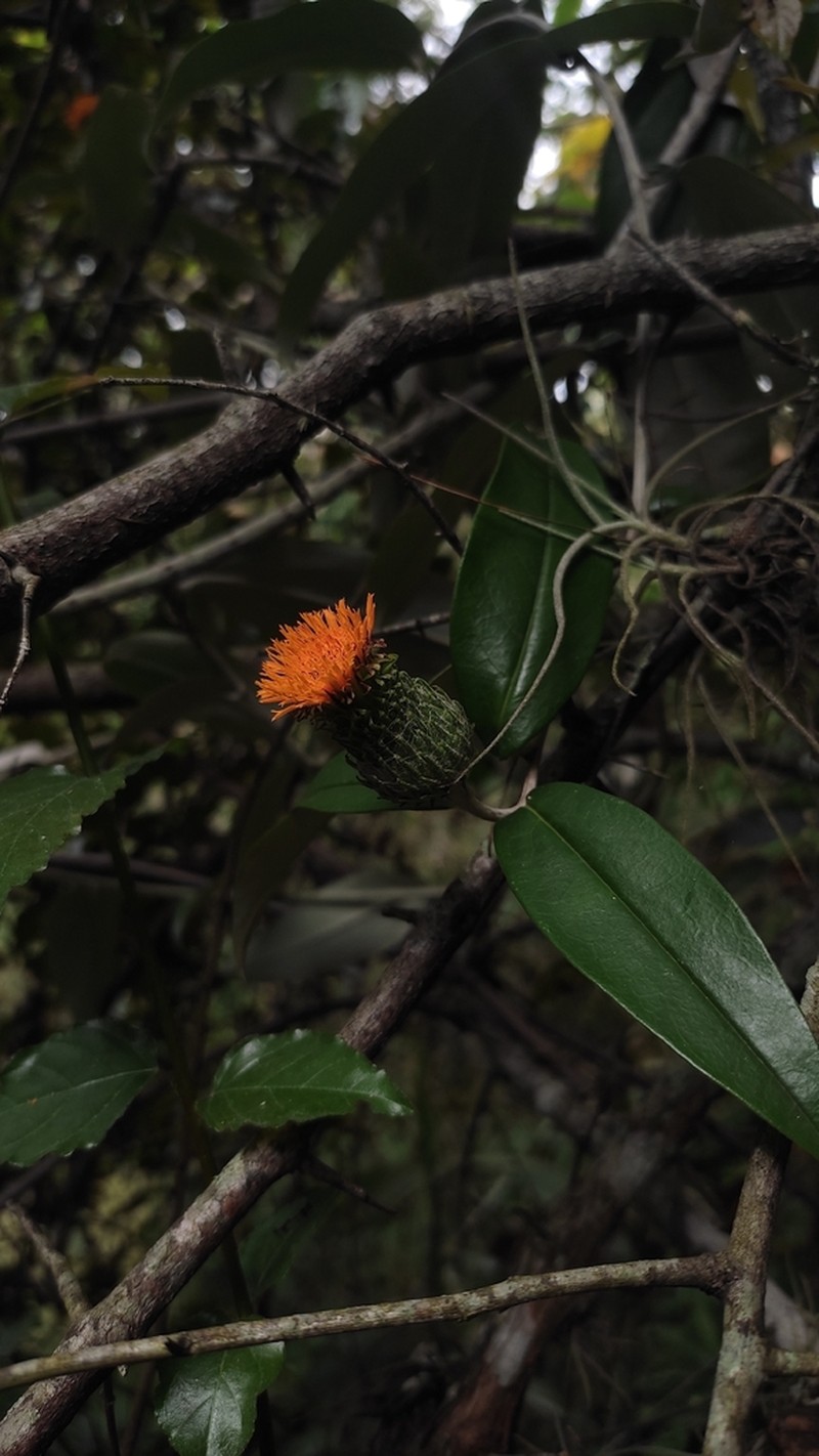 Lycoseris mexicana photo 2