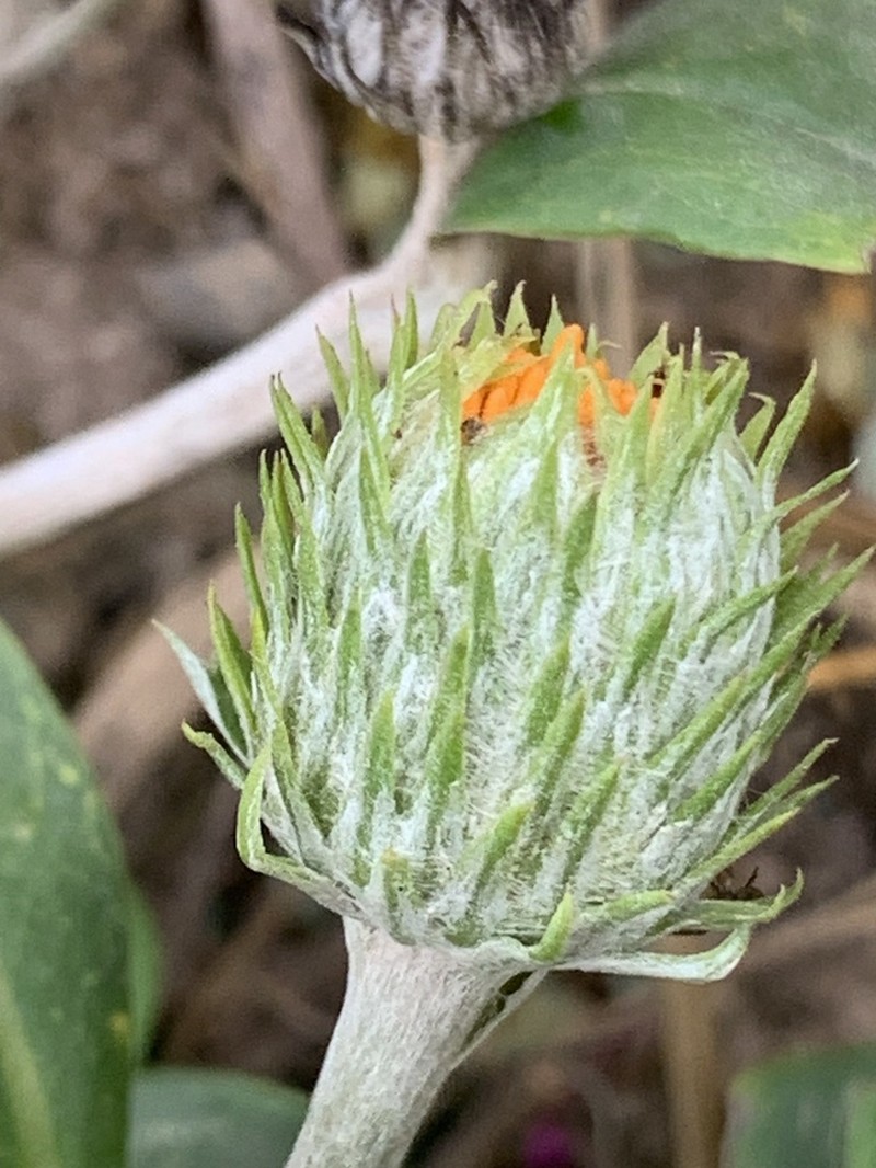 Lycoseris mexicana photo 3