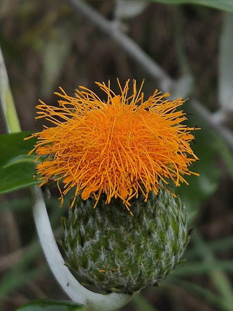 Lycoseris mexicana photo 4