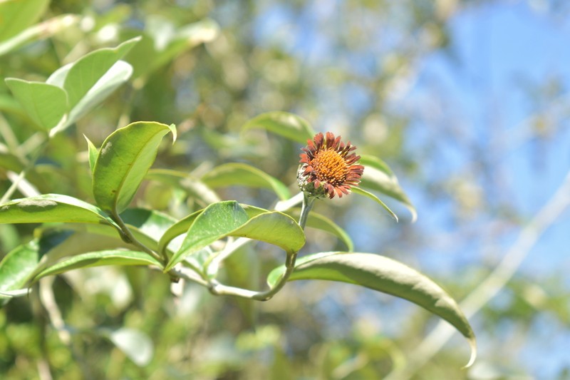 Lycoseris mexicana photo 5