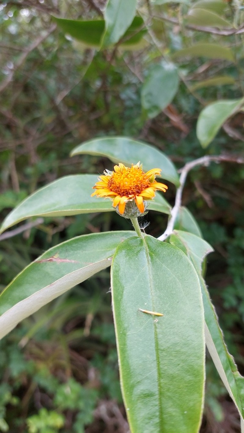Lycoseris mexicana photo 8