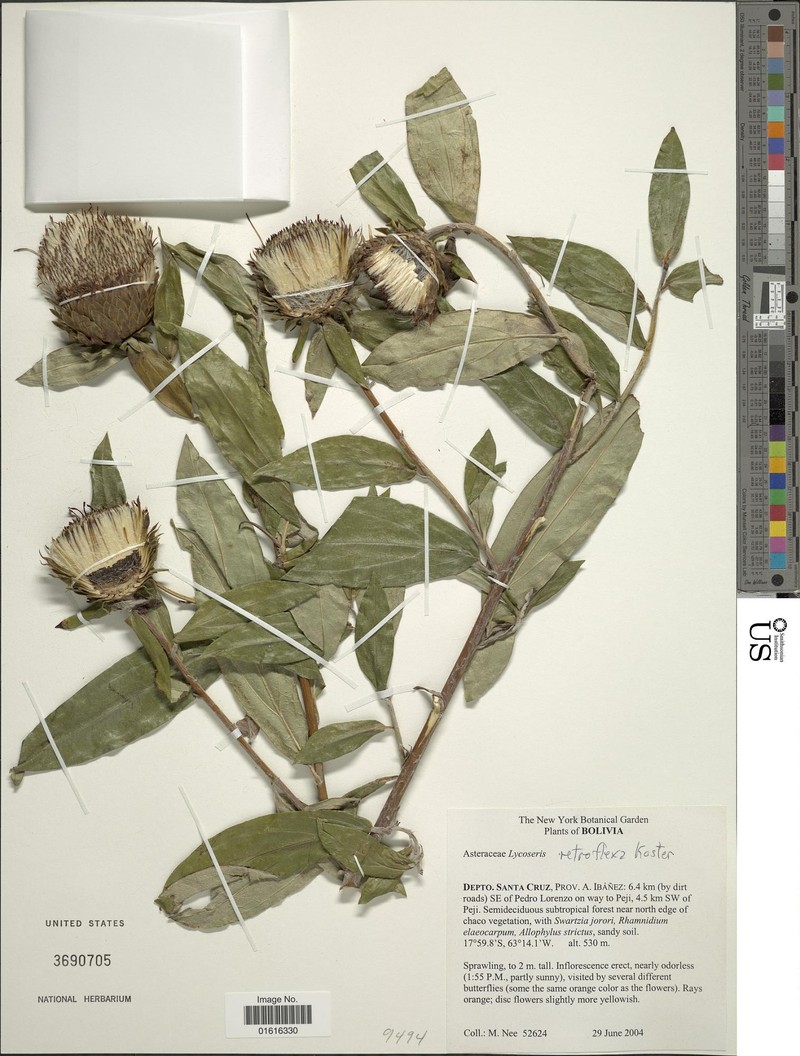 Lycoseris retroflexa