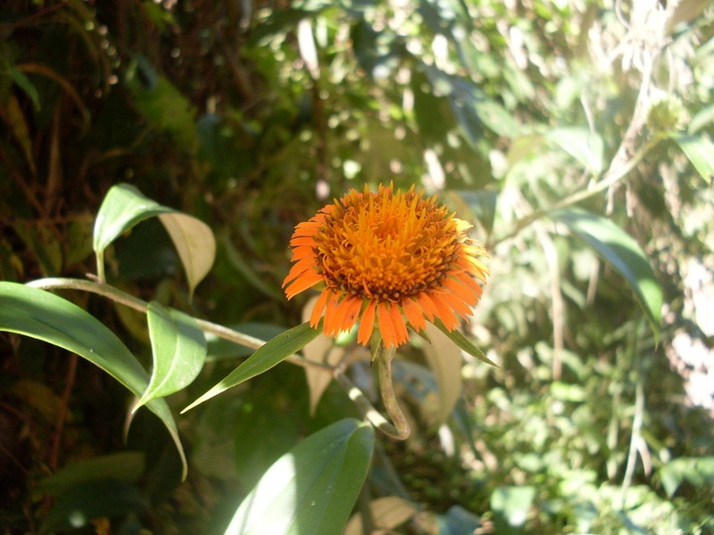 Lycoseris trinervis