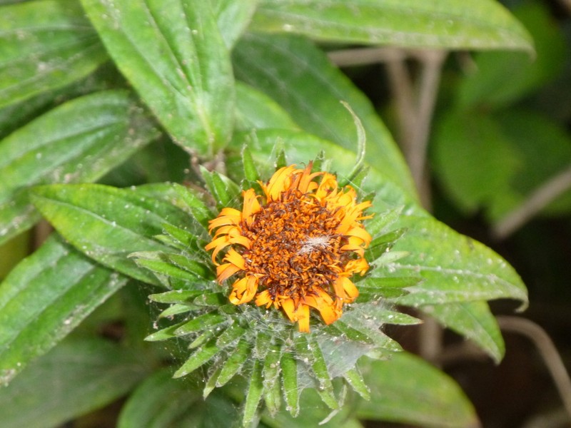 Lycoseris trinervis photo 2