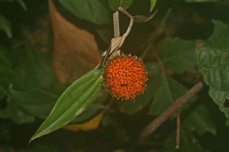 Lycoseris trinervis photo 4