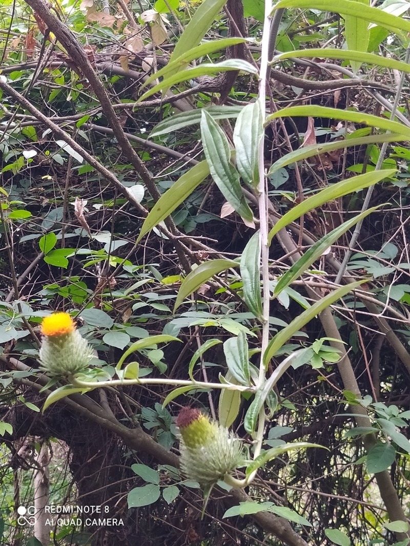 Lycoseris trinervis photo 5