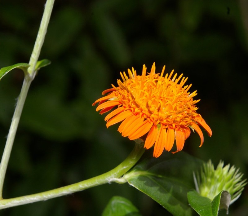 Lycoseris trinervis photo 7
