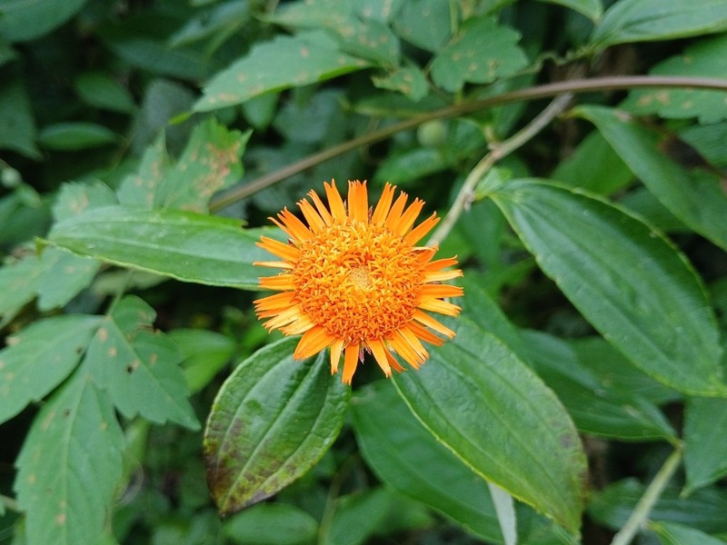 Lycoseris triplinervia