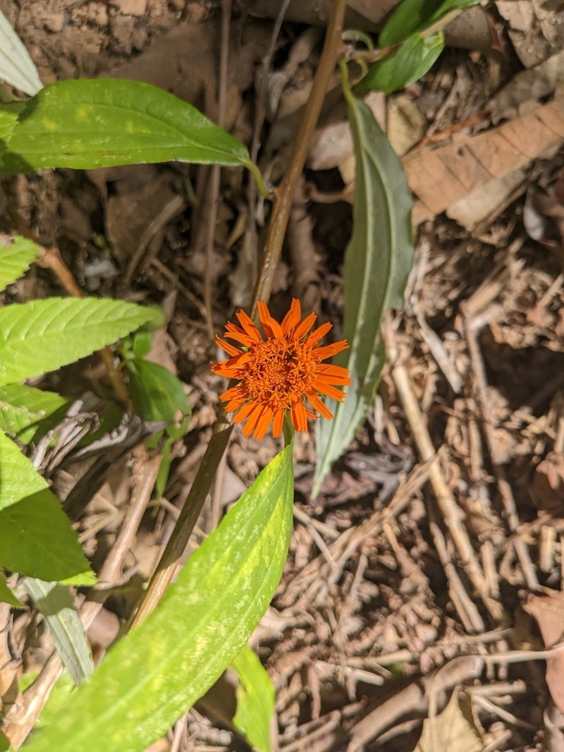 Lycoseris triplinervia photo 3
