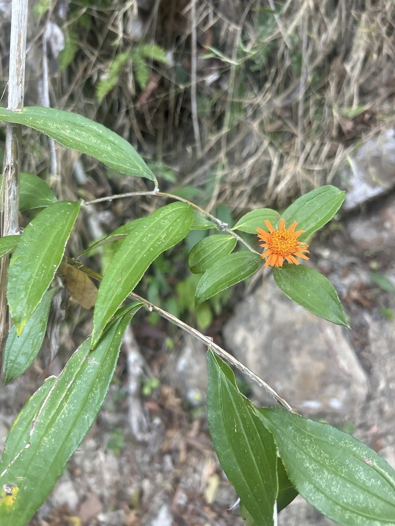 Lycoseris triplinervia photo 5