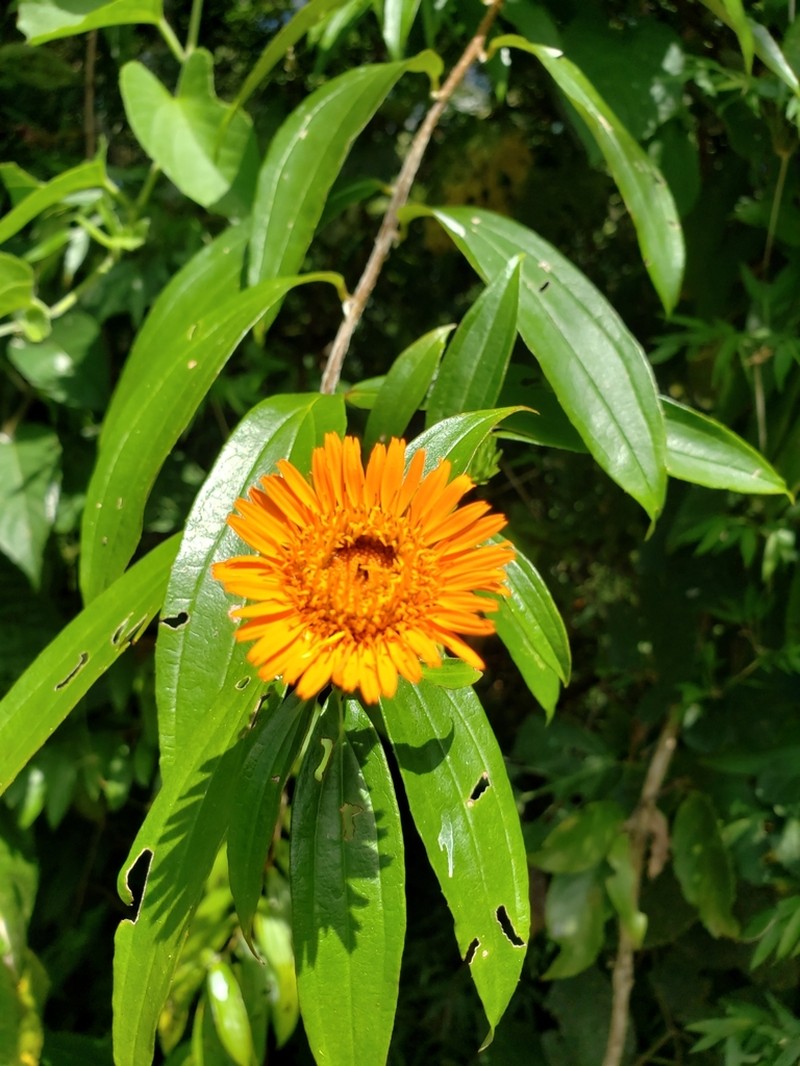 Lycoseris triplinervia photo 6